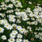 Leucanthemum Maximum, Shasta Daisy Seed 3000 PCS, Da Bin Ju