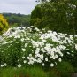 Leucanthemum Maximum, Shasta Daisy Seed 3000 PCS, Da Bin Ju