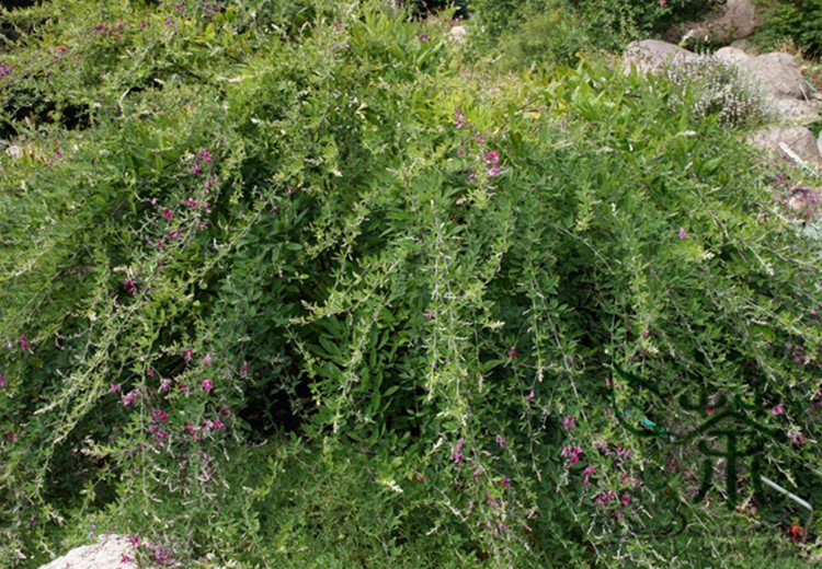 Lespedeza Bicolor, Shrub Lespedeza Seed 3000 PCS, Hu Zhizi