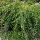 Lespedeza Bicolor, Shrub Lespedeza Seed 3000 PCS, Hu Zhizi