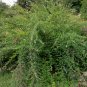 Lespedeza Bicolor, Shrub Lespedeza Seed 3000 PCS, Hu Zhizi