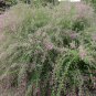 Lespedeza Bicolor, Shrub Lespedeza Seed 3000 PCS, Hu Zhizi