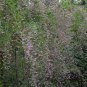 Lespedeza Bicolor, Shrub Lespedeza Seed 3000 PCS, Hu Zhizi