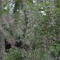 Lespedeza Bicolor, Shrub Lespedeza Seed 3000 PCS, Hu Zhizi