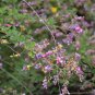 Lespedeza Bicolor, Shrub Lespedeza Seed 3000 PCS, Hu Zhizi