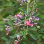Lespedeza Bicolor, Shrub Lespedeza Seed 3000 PCS, Hu Zhizi
