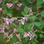 Lespedeza Bicolor, Shrub Lespedeza Seed 3000 PCS, Hu Zhizi