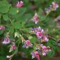 Lespedeza Bicolor, Shrub Lespedeza Seed 3000 PCS, Hu Zhizi