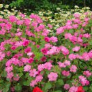 Lavatera Trimestris, Annual Mallow Seed 1000 PCS, Rose Mallow Hua Kui