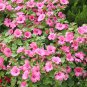 Lavatera Trimestris, Annual Mallow Seed 1000 PCS, Rose Mallow Hua Kui