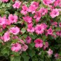 Lavatera Trimestris, Annual Mallow Seed 1000 PCS, Rose Mallow Hua Kui