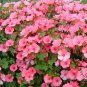 Lavatera Trimestris, Annual Mallow Seed 1000 PCS, Rose Mallow Hua Kui
