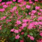 Lavatera Trimestris, Annual Mallow Seed 1000 PCS, Rose Mallow Hua Kui