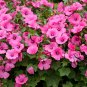 Lavatera Trimestris, Annual Mallow Seed 1000 PCS, Rose Mallow Hua Kui