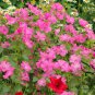 Lavatera Trimestris, Annual Mallow Seed 1000 PCS, Rose Mallow Hua Kui