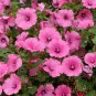 Lavatera Trimestris, Annual Mallow Seed 1000 PCS, Rose Mallow Hua Kui