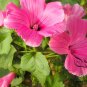 Lavatera Trimestris, Annual Mallow Seed 1000 PCS, Rose Mallow Hua Kui