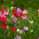 Lathyrus Odoratus, Sweet Pea Seed 200 PCS, Xiang Wan Dou
