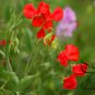 Lathyrus Odoratus, Sweet Pea Seed 200 PCS, Xiang Wan Dou