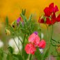 Lathyrus Odoratus, Sweet Pea Seed 200 PCS, Xiang Wan Dou