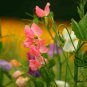 Lathyrus Odoratus, Sweet Pea Seed 200 PCS, Xiang Wan Dou
