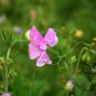 Lathyrus Odoratus, Sweet Pea Seed 200 PCS, Xiang Wan Dou
