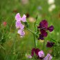 Lathyrus Odoratus, Sweet Pea Seed 200 PCS, Xiang Wan Dou