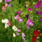 Lathyrus Odoratus, Sweet Pea Seed 200 PCS, Xiang Wan Dou
