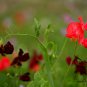 Lathyrus Odoratus, Sweet Pea Seed 200 PCS, Xiang Wan Dou