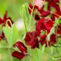 Lathyrus Odoratus, Sweet Pea Seed 200 PCS, Xiang Wan Dou