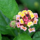 Lantana Camara, Big-sage Tickberry Seed 1000 PCS, Wild-sage Ma Ying Dan