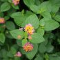 Lantana Camara, Big-sage Tickberry Seed 1000 PCS, Wild-sage Ma Ying Dan