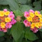 Lantana Camara, Big-sage Tickberry Seed 1000 PCS, Wild-sage Ma Ying Dan