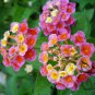 Lantana Camara, Big-sage Tickberry Seed 1000 PCS, Wild-sage Ma Ying Dan