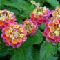 Lantana Camara, Big-sage Tickberry Seed 1000 PCS, Wild-sage Ma Ying Dan
