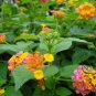 Lantana Camara, Big-sage Tickberry Seed 1000 PCS, Wild-sage Ma Ying Dan