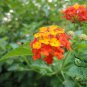Lantana Camara, Big-sage Tickberry Seed 1000 PCS, Wild-sage Ma Ying Dan