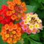 Lantana Camara, Big-sage Tickberry Seed 1000 PCS, Wild-sage Ma Ying Dan