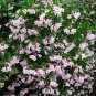 Kolkwitzia Amabilis, Linnaea Amabilis Seed 1000 PCS, Wei Shi