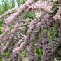 Kolkwitzia Amabilis, Linnaea Amabilis Seed 1000 PCS, Wei Shi