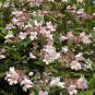 Kolkwitzia Amabilis, Linnaea Amabilis Seed 1000 PCS, Wei Shi
