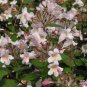 Kolkwitzia Amabilis, Linnaea Amabilis Seed 1000 PCS, Wei Shi