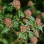 Kolkwitzia Amabilis, Linnaea Amabilis Seed 1000 PCS, Wei Shi