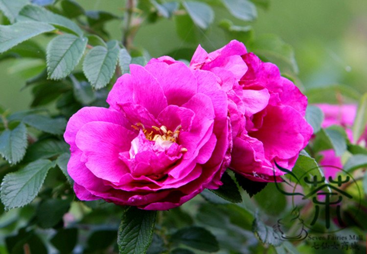 Japanese Rose, Rosa Multiflora Seed 2000 PCS, Baby Rose Hong Ci Mei