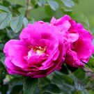 Japanese Rose, Rosa Multiflora Seed 2000 PCS, Baby Rose Hong Ci Mei