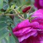 Japanese Rose, Rosa Multiflora Seed 2000 PCS, Baby Rose Hong Ci Mei