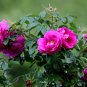 Japanese Rose, Rosa Multiflora Seed 2000 PCS, Baby Rose Hong Ci Mei