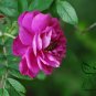 Japanese Rose, Rosa Multiflora Seed 2000 PCS, Baby Rose Hong Ci Mei