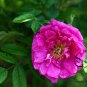 Japanese Rose, Rosa Multiflora Seed 2000 PCS, Baby Rose Hong Ci Mei