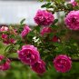 Japanese Rose, Rosa Multiflora Seed 2000 PCS, Baby Rose Hong Ci Mei